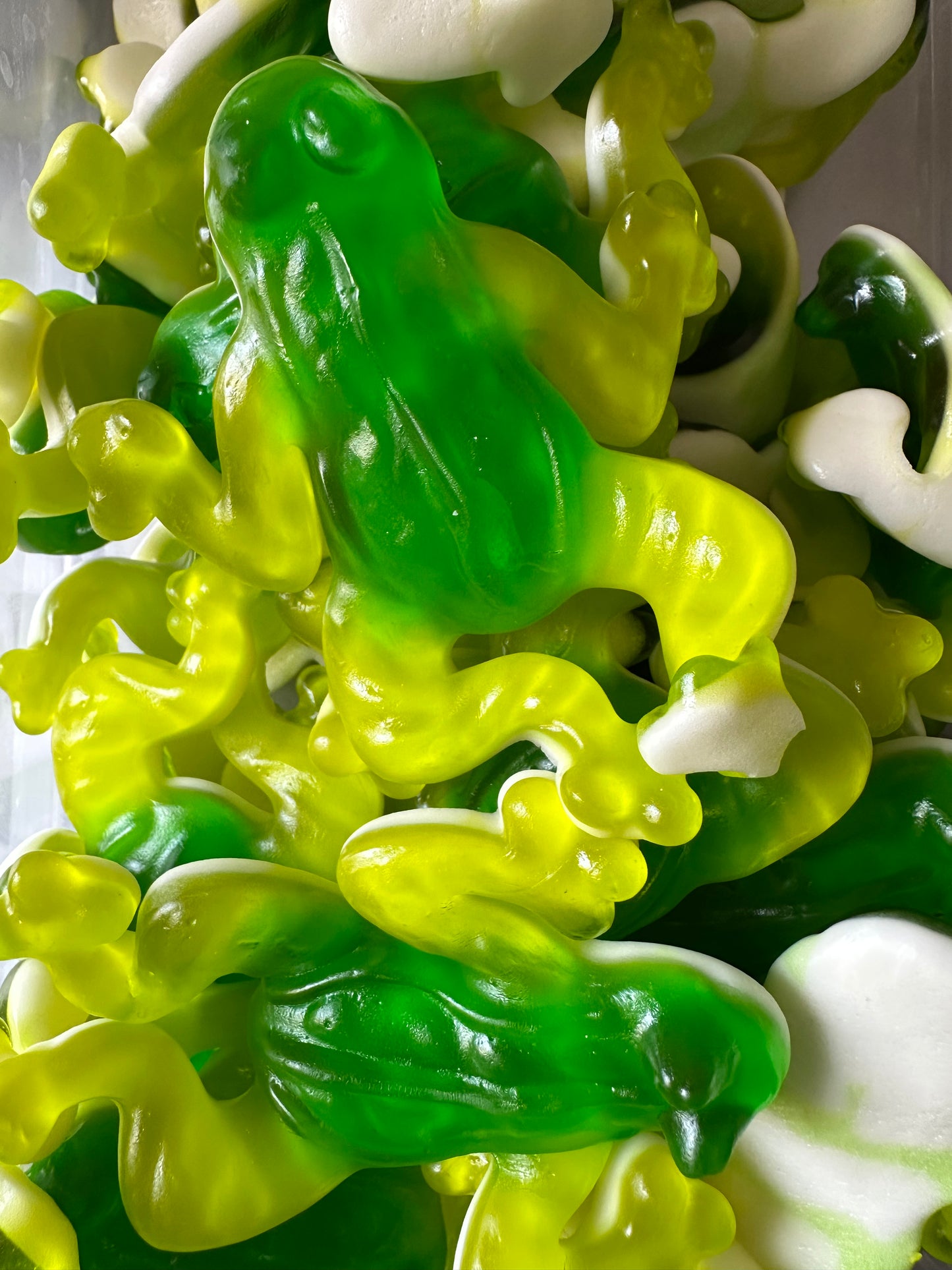 Grenouille lisse xl ( unité )