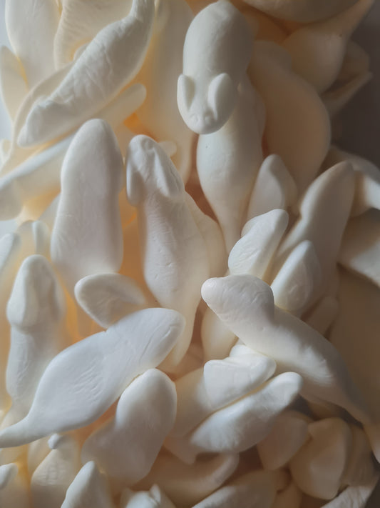 Souris blanche (100g)